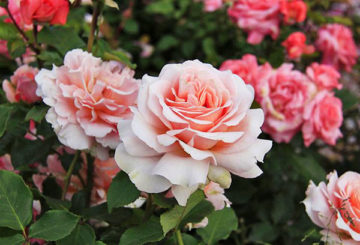 Rose de thé en fleurs