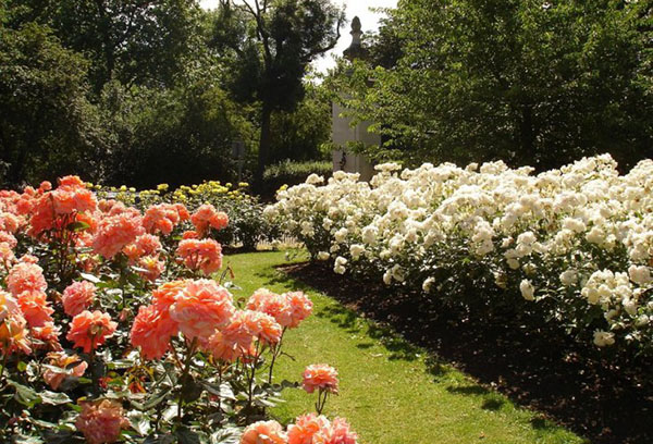 Rosas de chá híbridas de diferentes variedades