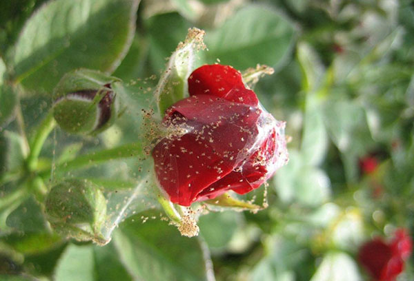 Pucerons sur une rose