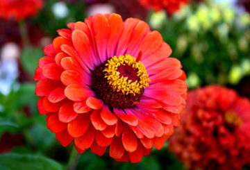 Flor zinnia