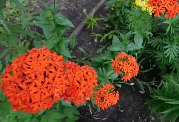 Lychnis chalcedonas