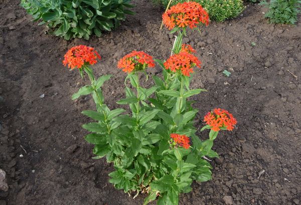 Lychnis chalcedonas