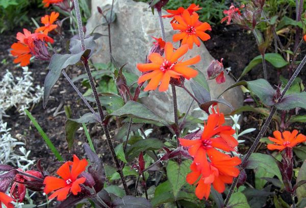 Lychnis kalsedon