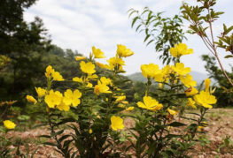 Primrose petang di alam semula jadi