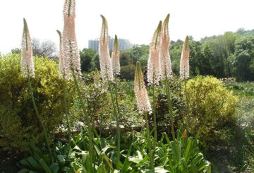 Eremurus yang mekar