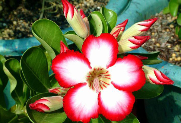Сортово цвете Ipomoea