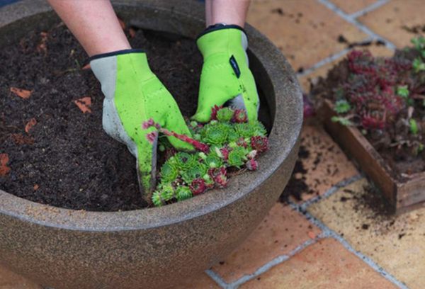 Een spruit in de grond planten