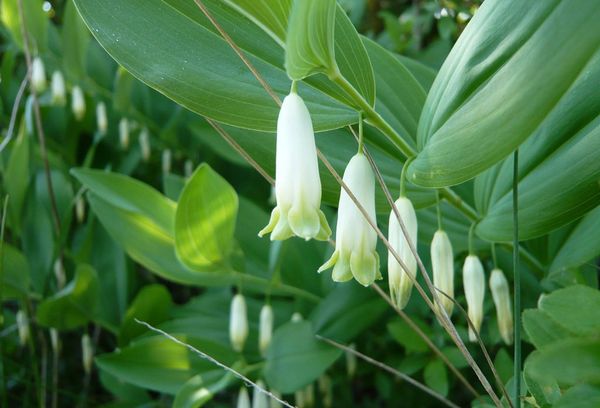 Jardin du muguet