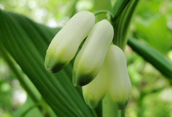 Fleurs de muguet