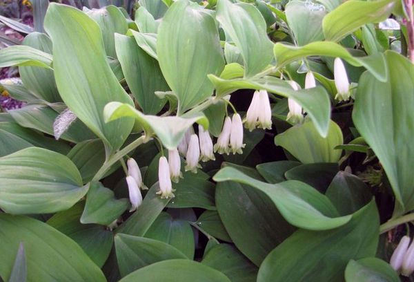 Lily of the valley bloemen