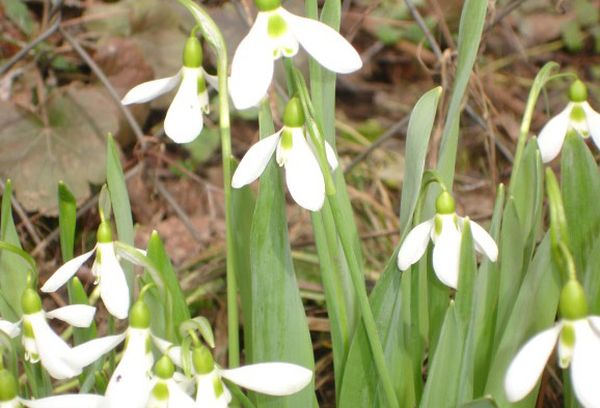 Lelietje-van-dalen planten