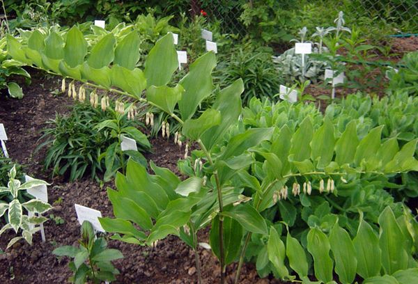 Lily lembah di kebun