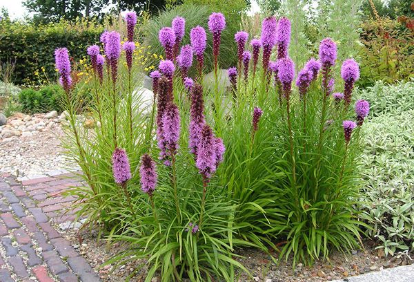 Raising Liatris