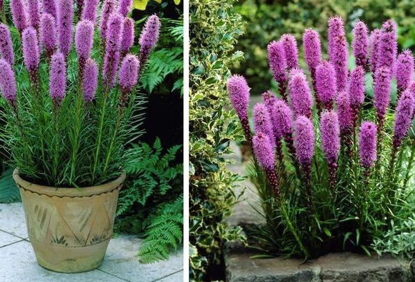 Liatris opvoeden