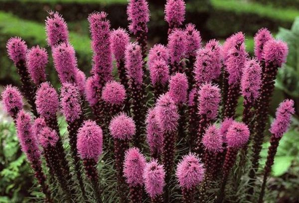 Flowers Liatris