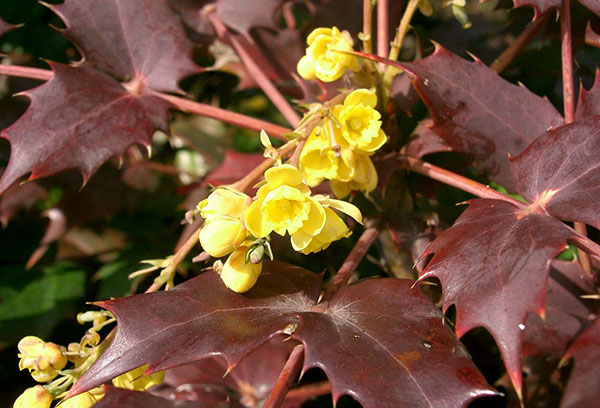 Bloeiende Mahonia hulst