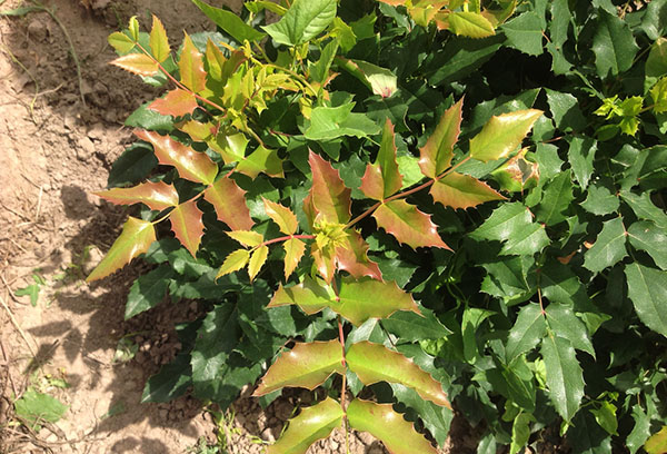 Mahonia Holly'nin kök soyu