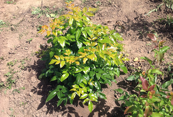 Genç Mahonia Bush