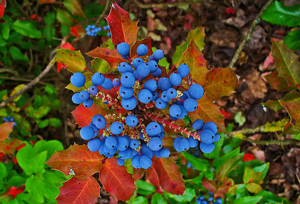 Kutsal sonbaharda Mahonia meyveleri