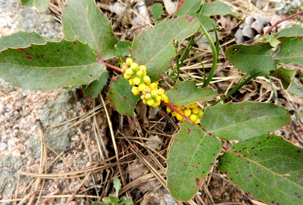 Raíz descendiente del acebo Mahonia