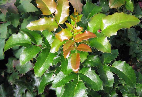 Follaje de acebo Mahonia