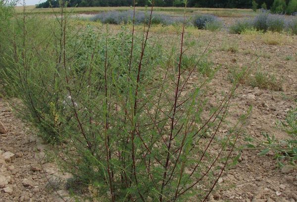 Foxtail myrikaria: când este mai bine să plantezi și cum să îngrijești corect
