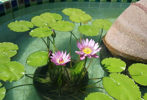 Periuk dengan nymphea di kolam