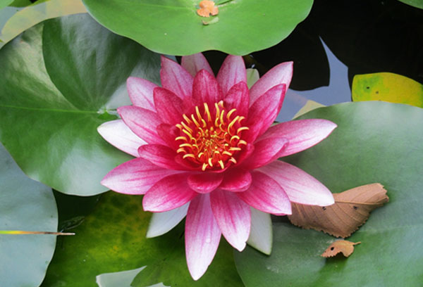 Nymphaea bloem