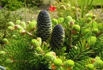 Plante conifère dans le jardin