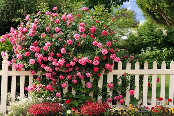 الورود على السياج