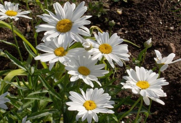 Camomille dans le jardin