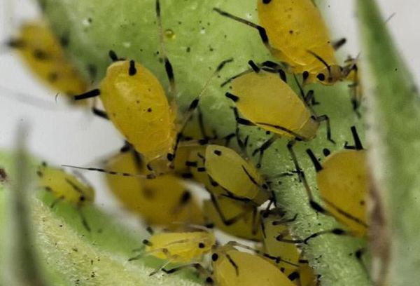 Pulgones en una planta