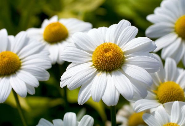 Flores de manzanilla