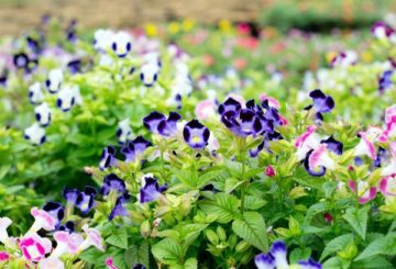 Torenia bloemen