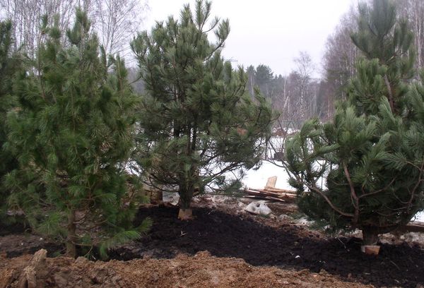 Характеристики на засаждане и отглеждане на иглолистни дървета