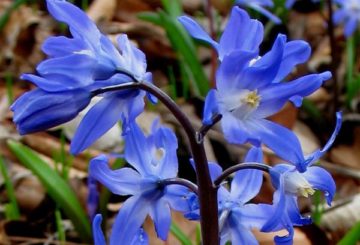 Chionodoxa-reus