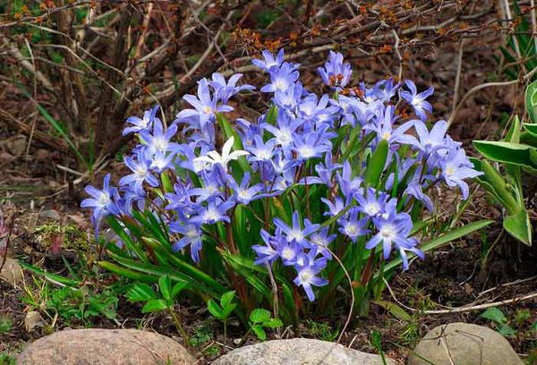 Fleurs de jardin