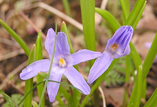 Chionodoxa Luciliae Bleu