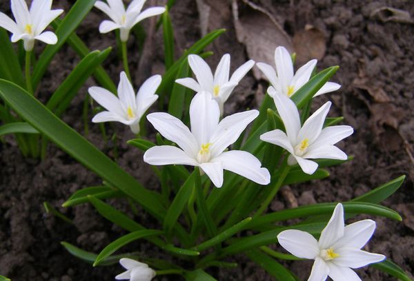 Chionodoxa Alba