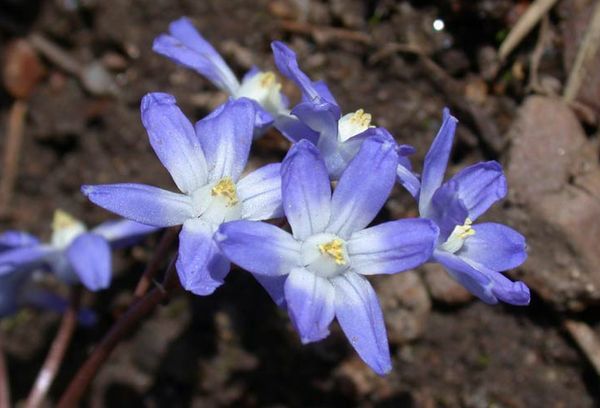 Tuin bloemen