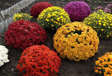 Különböző fajták Chrysanthemum multiflora