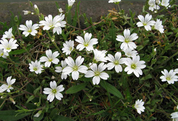 Yaskolka bloemen