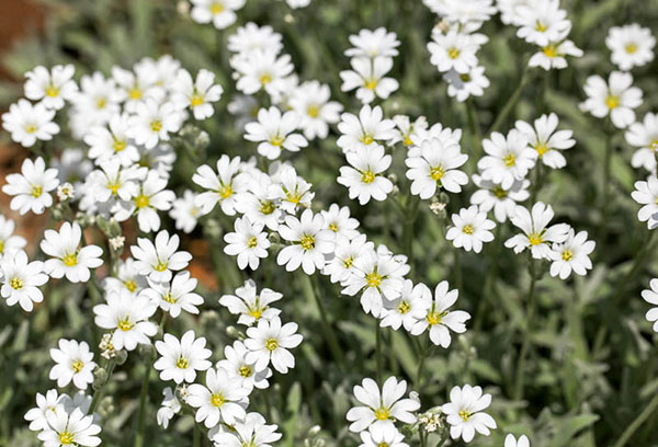 Floração de chickweed