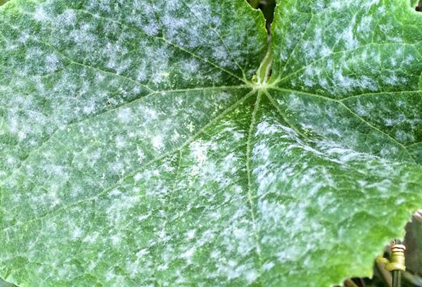 Mucegai pudră pe o frunză de castravete