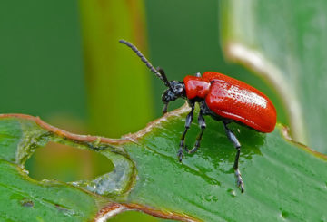 Kumbang merah di atas daun teratai