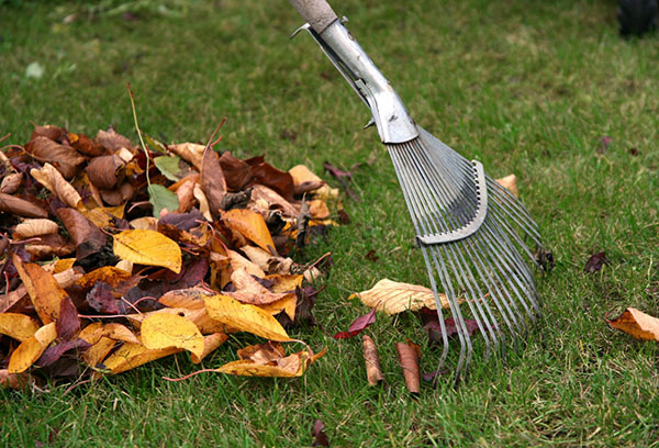 تنظيف قطعة الأرض في الخريف