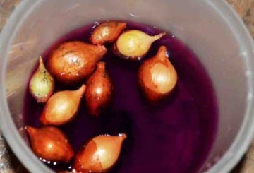 Traitement des bulbes avec du permanganate de potassium