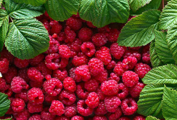 Penuaian raspberry