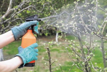 Spraying fruit trees