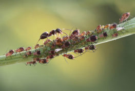 Ants and aphids on the stem
